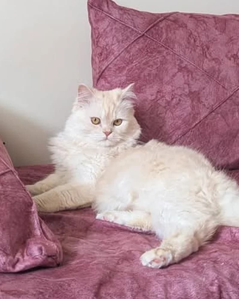 Leo, a cream long-haired cat, lying on a pink couch